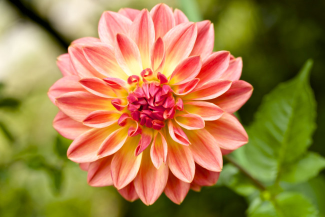 Обои картинки фото цветы, георгины, макро