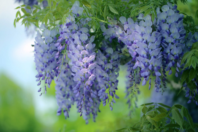 Обои картинки фото цветы, глициния, вистерия