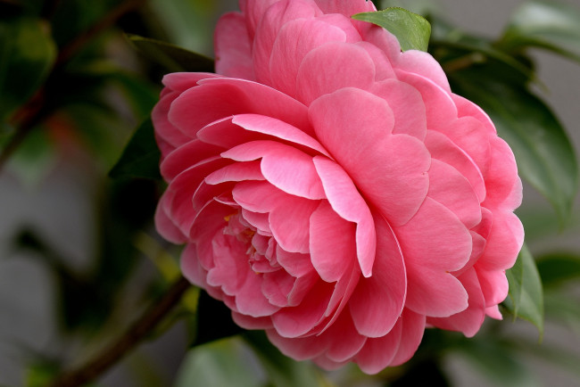 Обои картинки фото цветы, камелии, макро