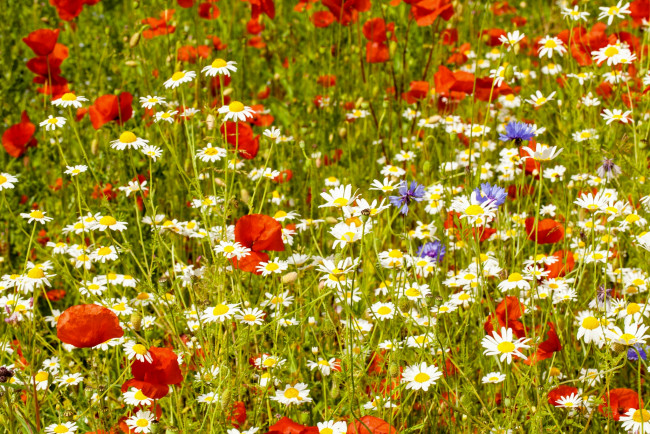 Обои картинки фото цветы, луговые , полевые,  цветы, васильки, маки, ромашки