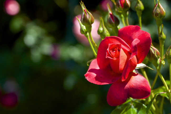 Обои картинки фото цветы, розы, красный