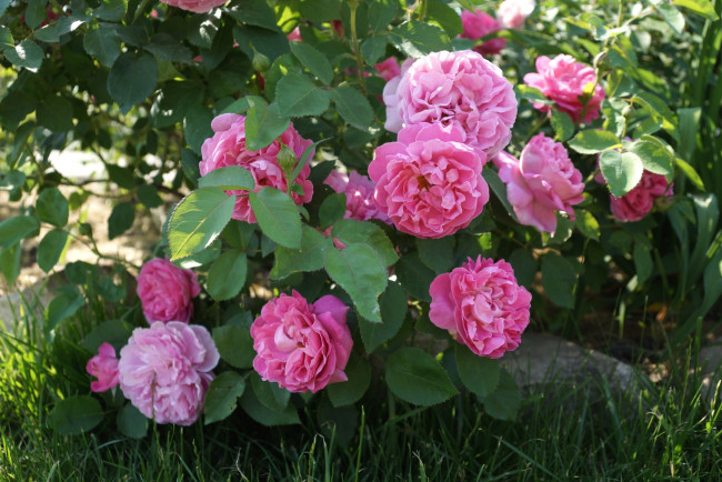 Обои картинки фото цветы, розы, куст