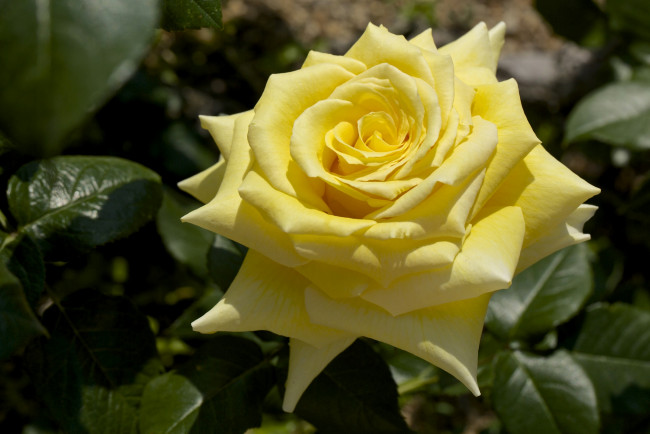 Обои картинки фото цветы, розы, макро