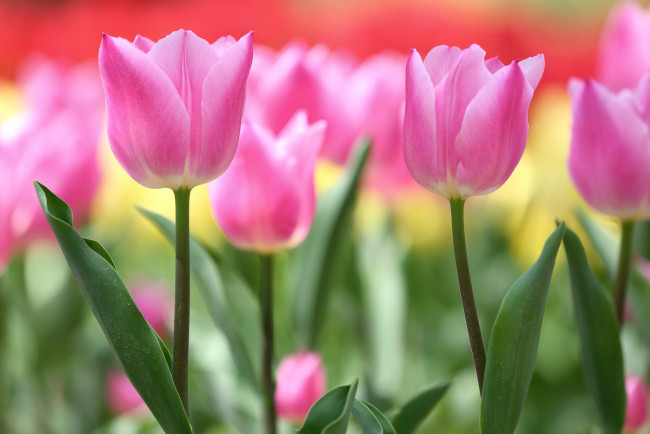 Обои картинки фото цветы, тюльпаны, розовый