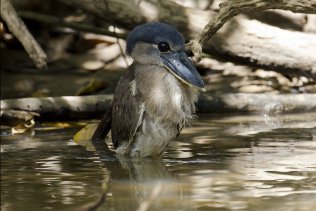 Обои картинки фото juvenile boat-billed heron, животные, цапли, птичка