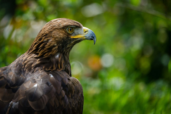 Обои картинки фото животные, птицы - хищники, гордый, клюв, профиль, орел