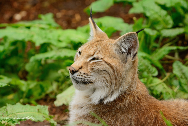 Обои картинки фото животные, рыси, отдых, морда, кошка, профиль