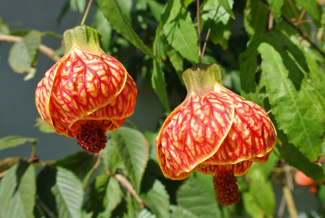 Обои картинки фото цветы, абутилоны, бутон