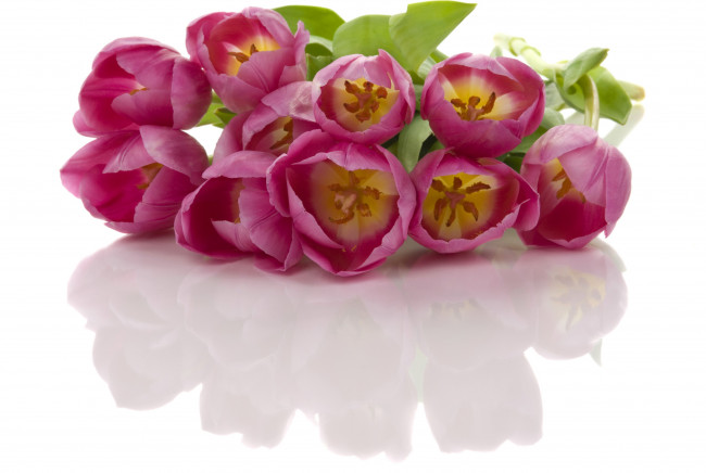 Обои картинки фото цветы, тюльпаны, красные