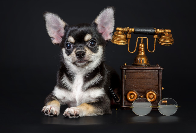 Обои картинки фото животные, собаки, чихуахуа