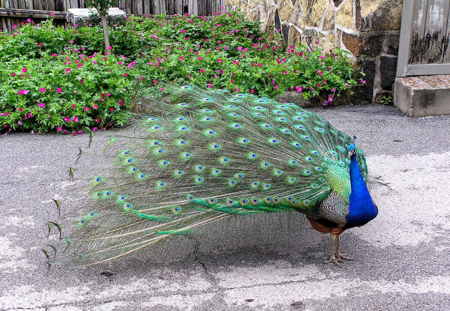 Обои картинки фото животные, павлины, павлин, оперение, хвост