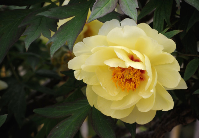 Обои картинки фото цветы, пионы, макро