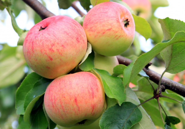 Обои картинки фото природа, плоды, яблоки