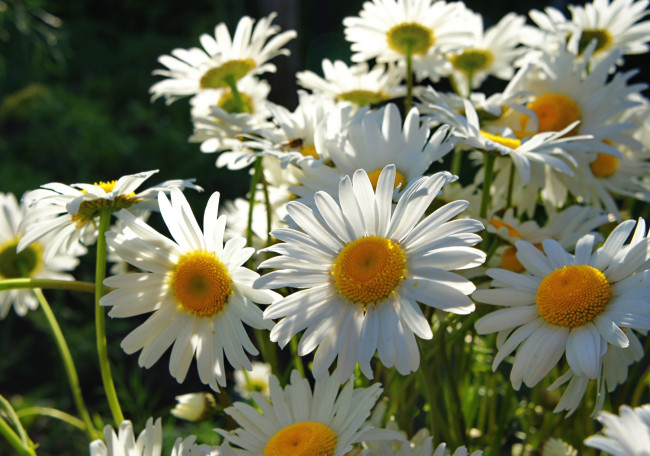 Обои картинки фото цветы, ромашки, лепестки