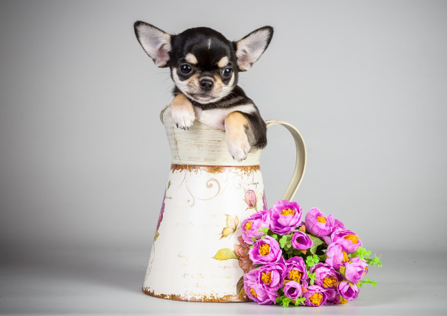 Обои картинки фото животные, собаки, чихуахуа