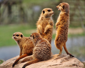 Картинка животные сурикаты семья