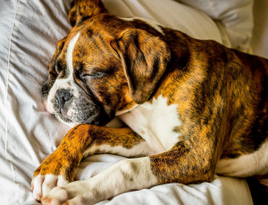 Картинка животные собаки спит щенок собака