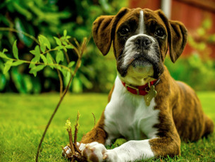 Картинка животные собаки взгляд щенок собака