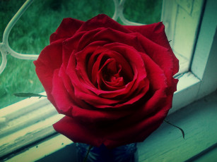 Картинка роза цветы розы