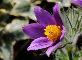 Картинка цветы анемоны +сон-трава сон-трава макро цветок фиолетовый анемон