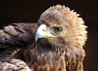 Картинка животные птицы+-+хищники клюв перья хищник птица