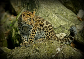 Картинка животные Ягуары котенок