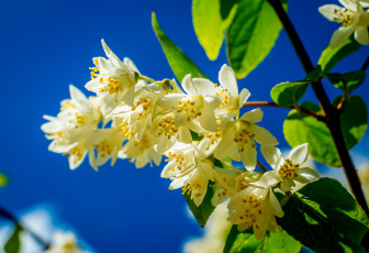 Картинка цветы жасмин весна небо