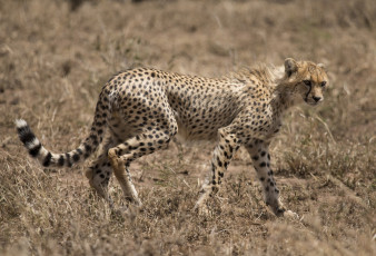 Картинка животные гепарды гепард саванна