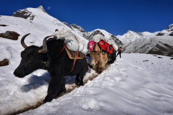 Картинка животные коровы +буйволы яки горы