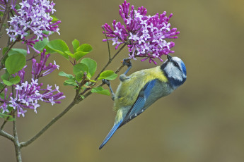 Картинка животные синицы +лазоревки весна сирень цветы птица ветка фон синица