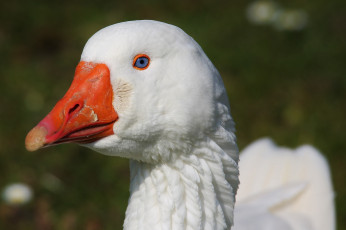 Картинка животные гуси портрет гусь