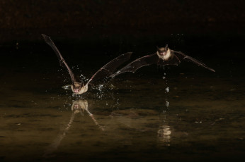 обоя животные, летучие мыши, летучие, мыши, ночь, брызги, капли, вода, полёт