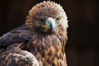 Картинка животные птицы+-+хищники перья клюв птица хищник