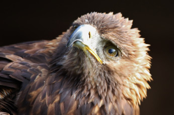 Картинка животные птицы+-+хищники птица хищник перья клюв