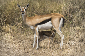 Картинка животные антилопы антилопа