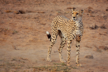 Картинка животные гепарды гепард саванна