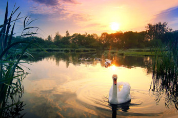 Картинка животные лебеди закат небо пейзаж отражение озеро облака природа трава птенцы