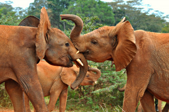 Картинка животные слоны поединок