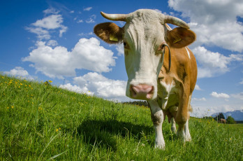 Картинка животные коровы +буйволы буренка