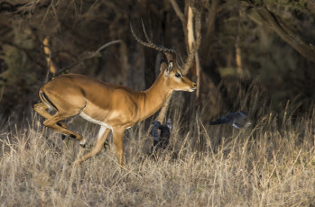 Картинка животные антилопы антилопа