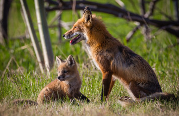 Картинка животные лисы лисенок лиса