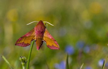 Картинка животные бабочки +мотыльки +моли мотылёк макро фон трава