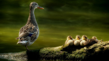 Картинка животные утки утята озеро утка