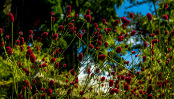 Картинка цветы шарики макро