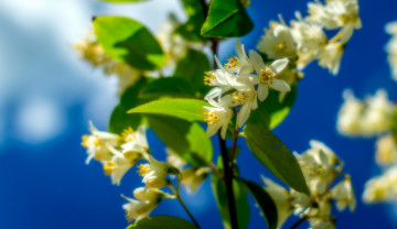 Картинка цветы жасмин весна небо