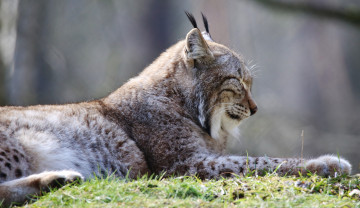 Картинка животные рыси рысь