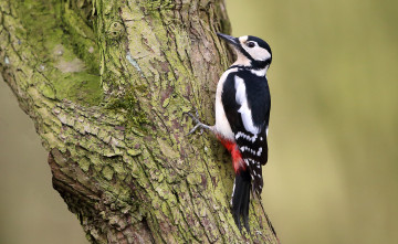 Картинка животные дятлы дятел