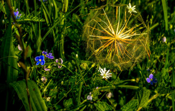 Картинка цветы луговые+ полевые +цветы трава луг