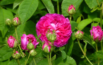 Картинка цветы розы роза бутоны листья