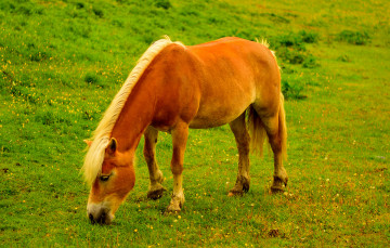 Картинка животные лошади лошадь луг